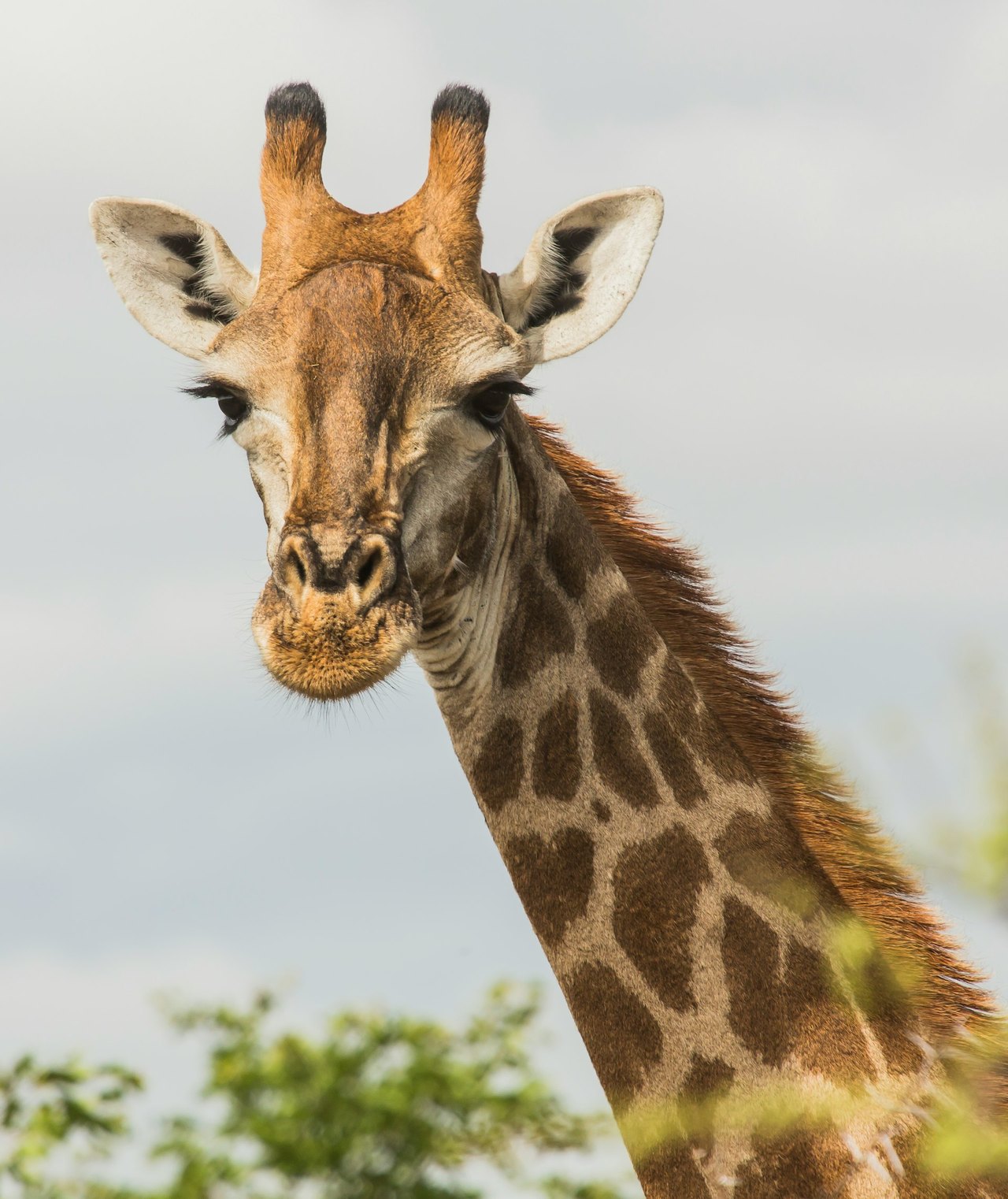 Giraffe – Symbol der gewaltfreien Kommunikation
